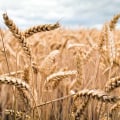 What is the best commodity index etf?